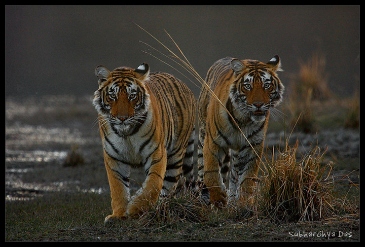 Wild Characters