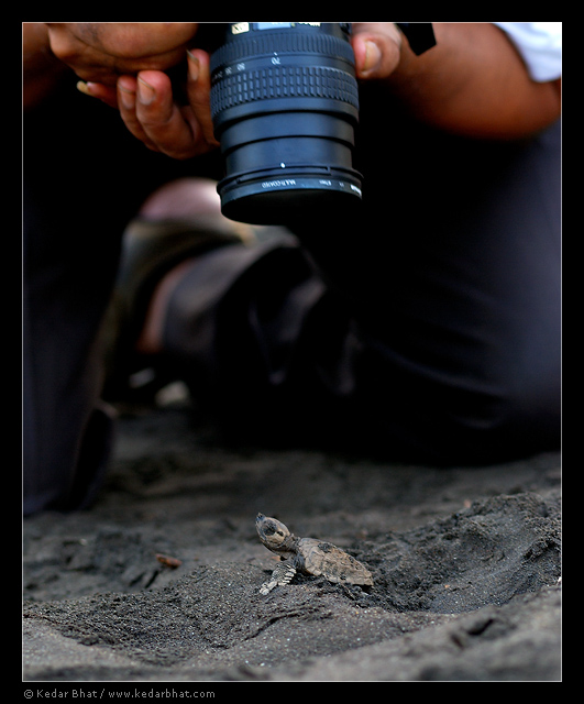 Olive Ridley Turtle