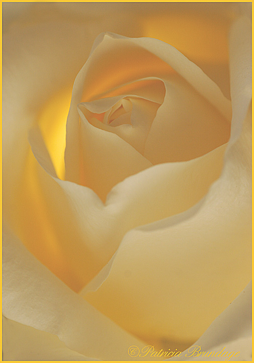 White Rose #3