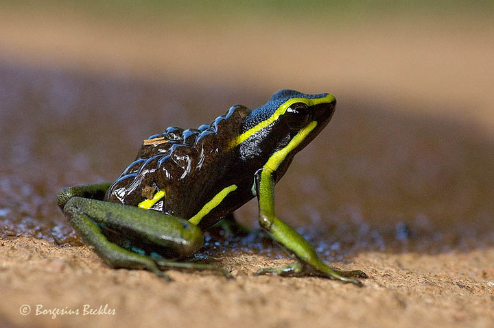 Epipedobates trivittatus