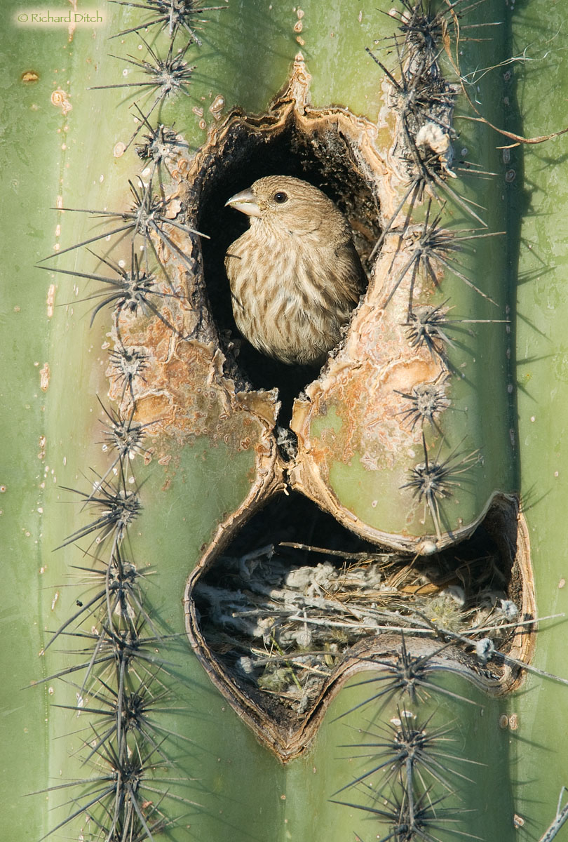 House Finch