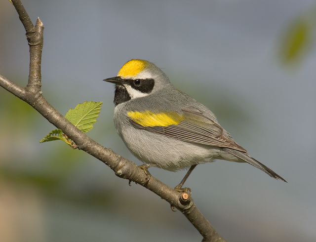 Golden-winged Warbler