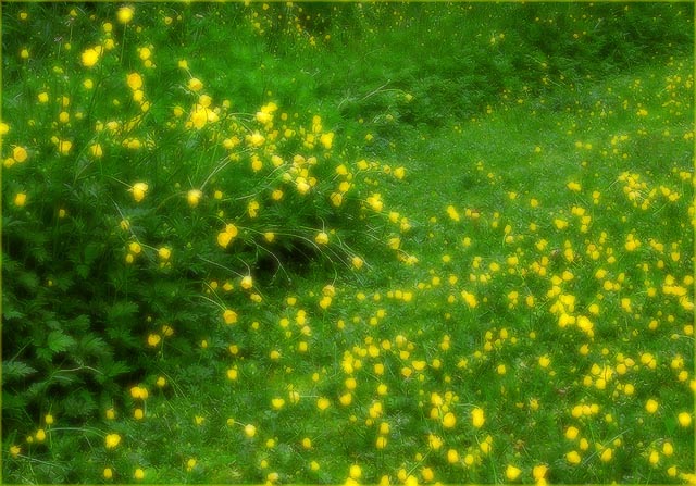 Buttercups