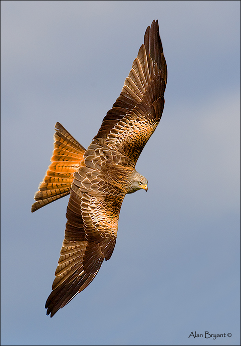 Redkite (banking)