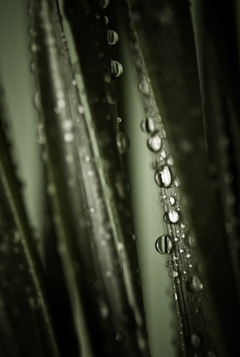 After the Rain