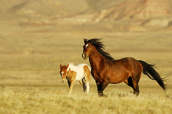Band Stallion with Foal