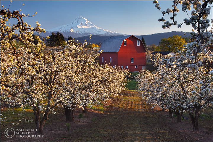 Popcorn Tree Orchards
