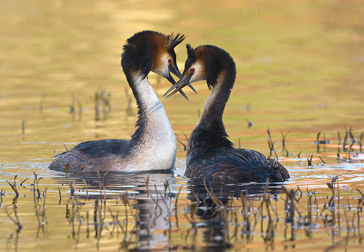 Courting Great Crested Grebes