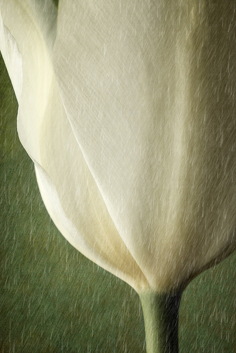Rainy Day Tulip
