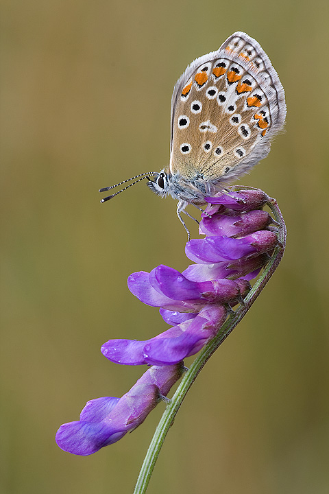 Common Blue