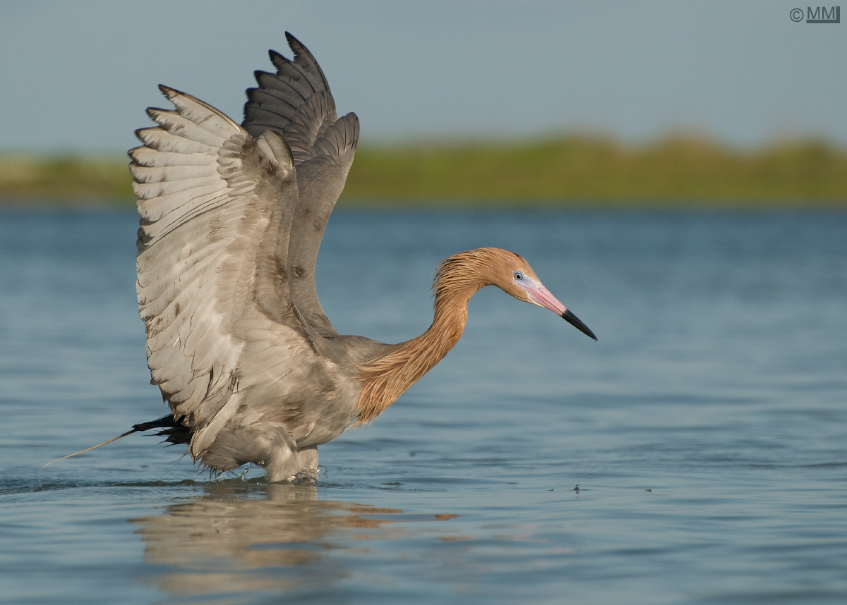 Oil on Reddish Egret
