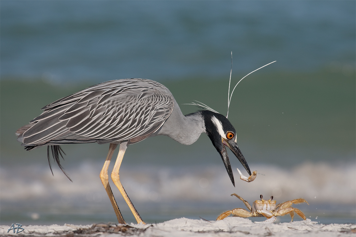Yellow Crowned Night Heron w/ Ghost Crab