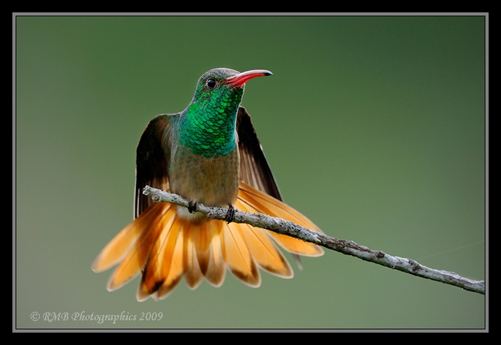 Another Buff-bellied Hummer