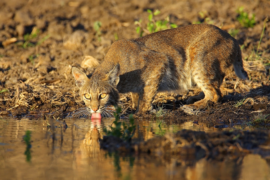 Wild Bobcat