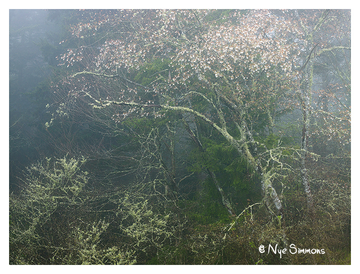 Bierstadt's Dream - repost