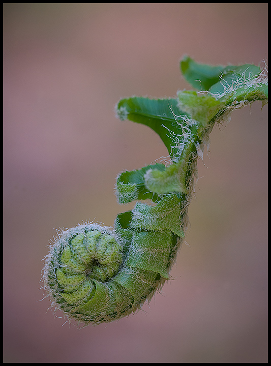Fiddlehead Against Pinkish River Sand