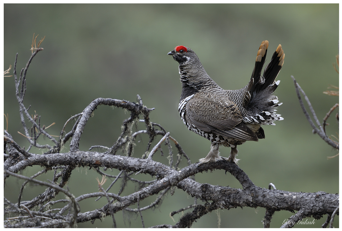 Spruce Grouse