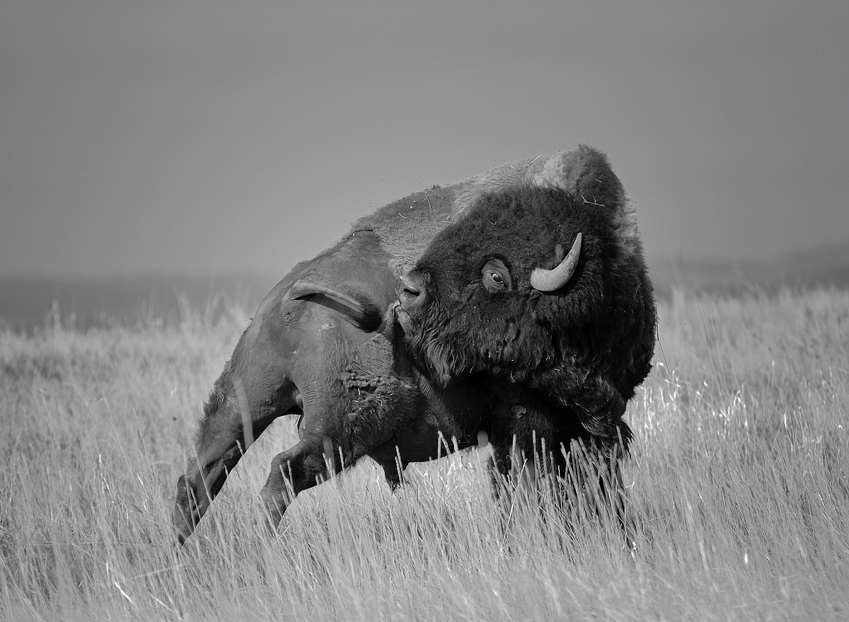 B&W Bull Bison