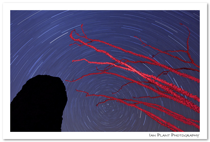 Ocotillo Stars