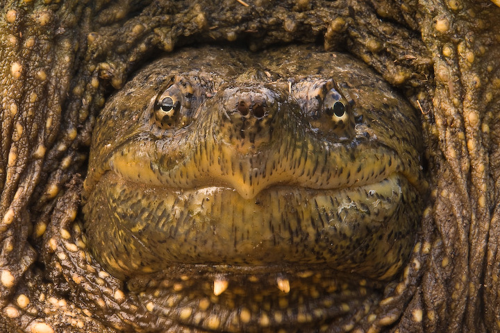 The Art of Turtle Zen