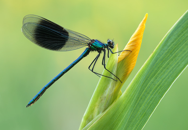 Banded Agrion Damselfly