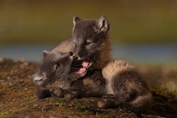 Arctic Fox cubs playing