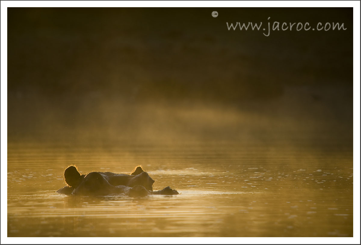 Hippo Mist