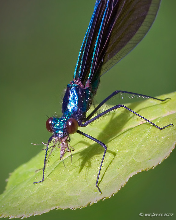 Skeeter Eater