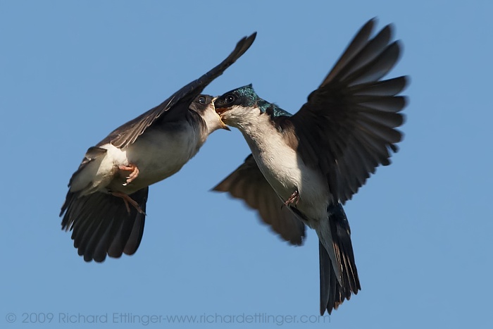 Tree Swallows