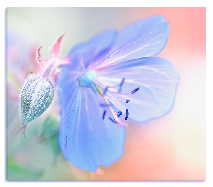 Pastels...red white blue