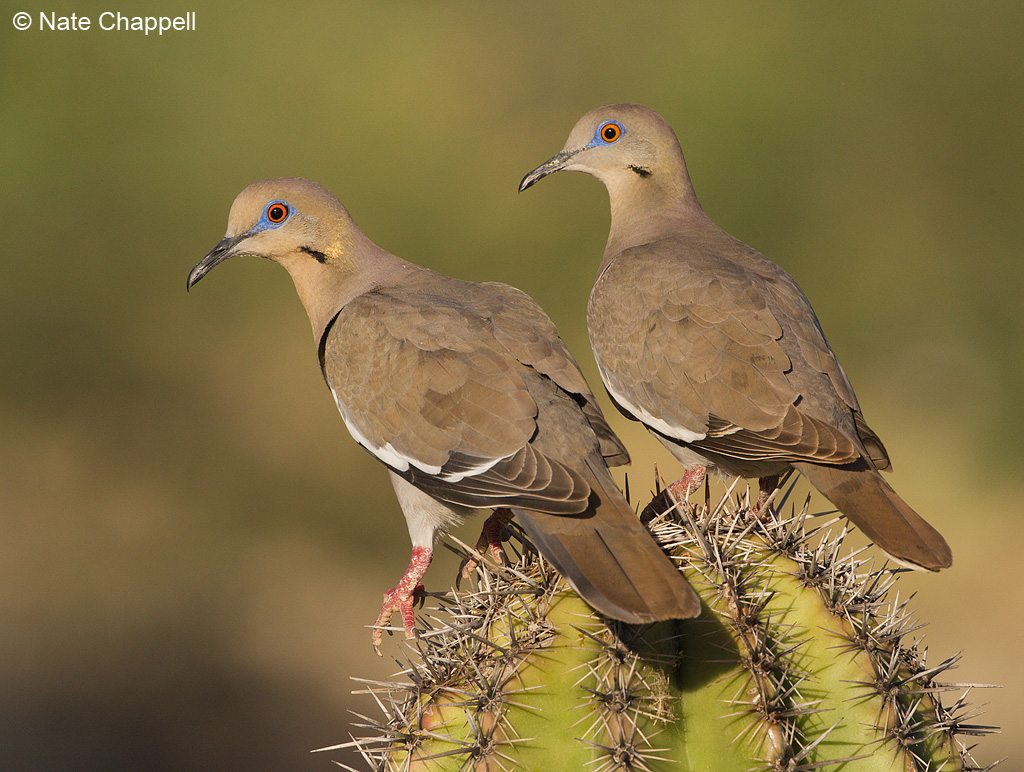 White-winged Doves