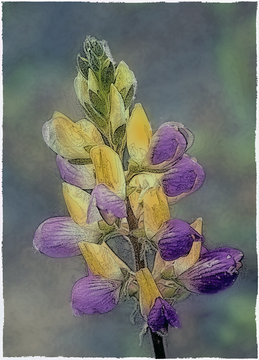 Harlequin Lupine