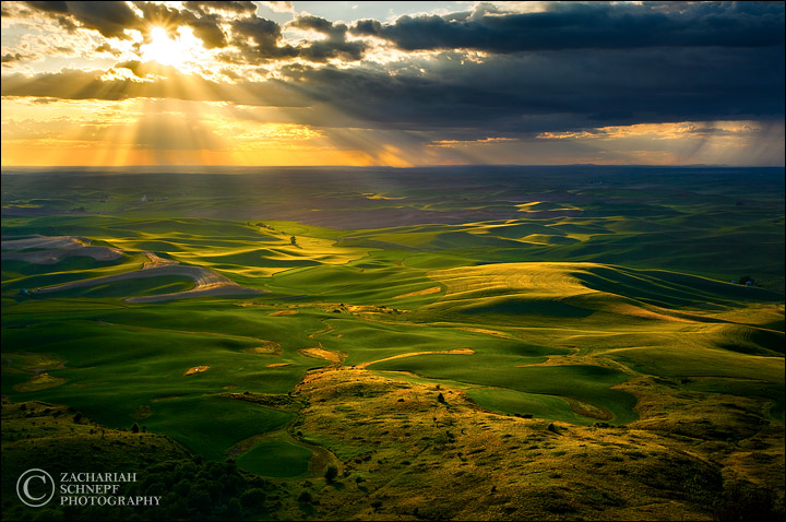 Golden Light on Palouse