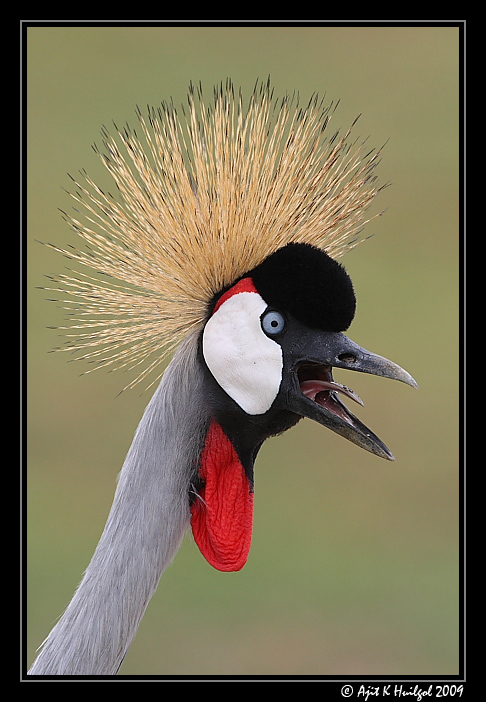 Grey crowned crane