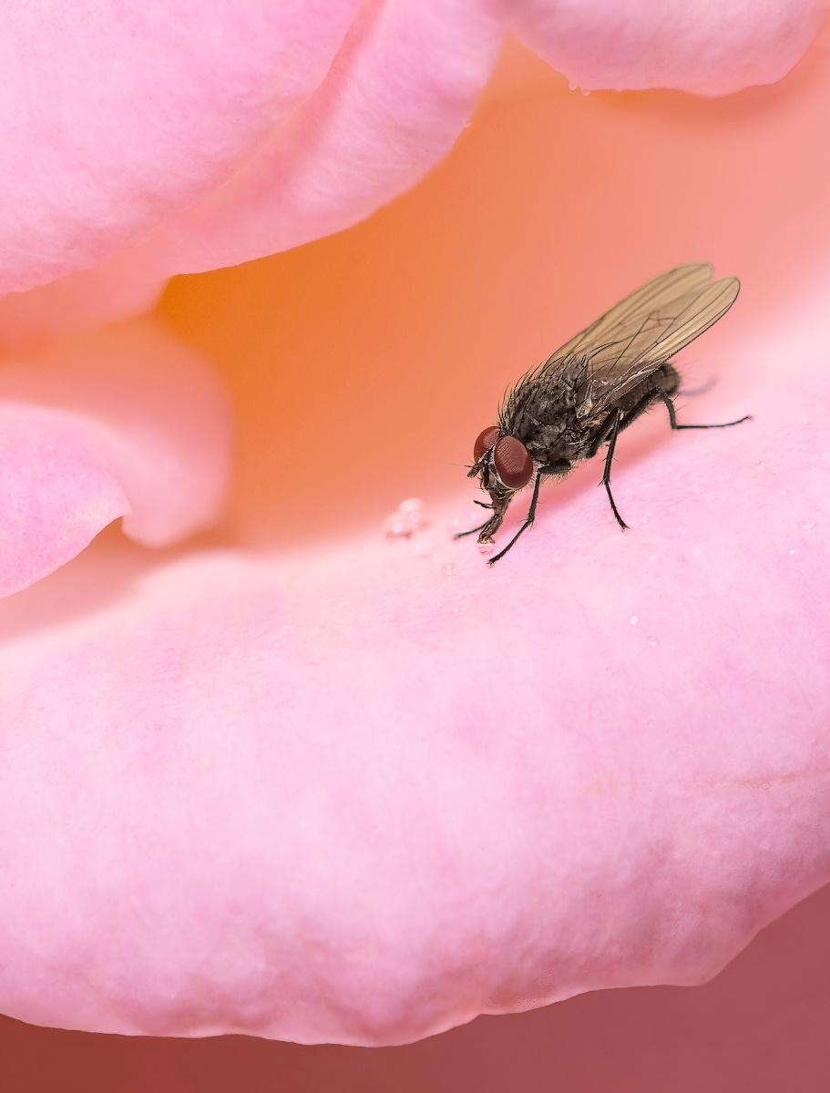 Fly in a Rose