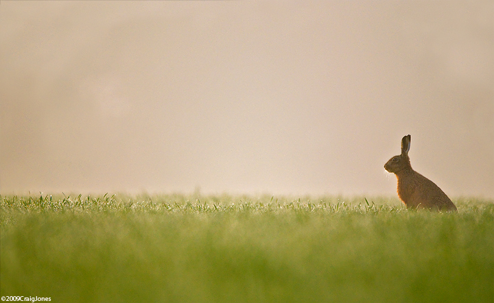 Hare In Morning  Mist