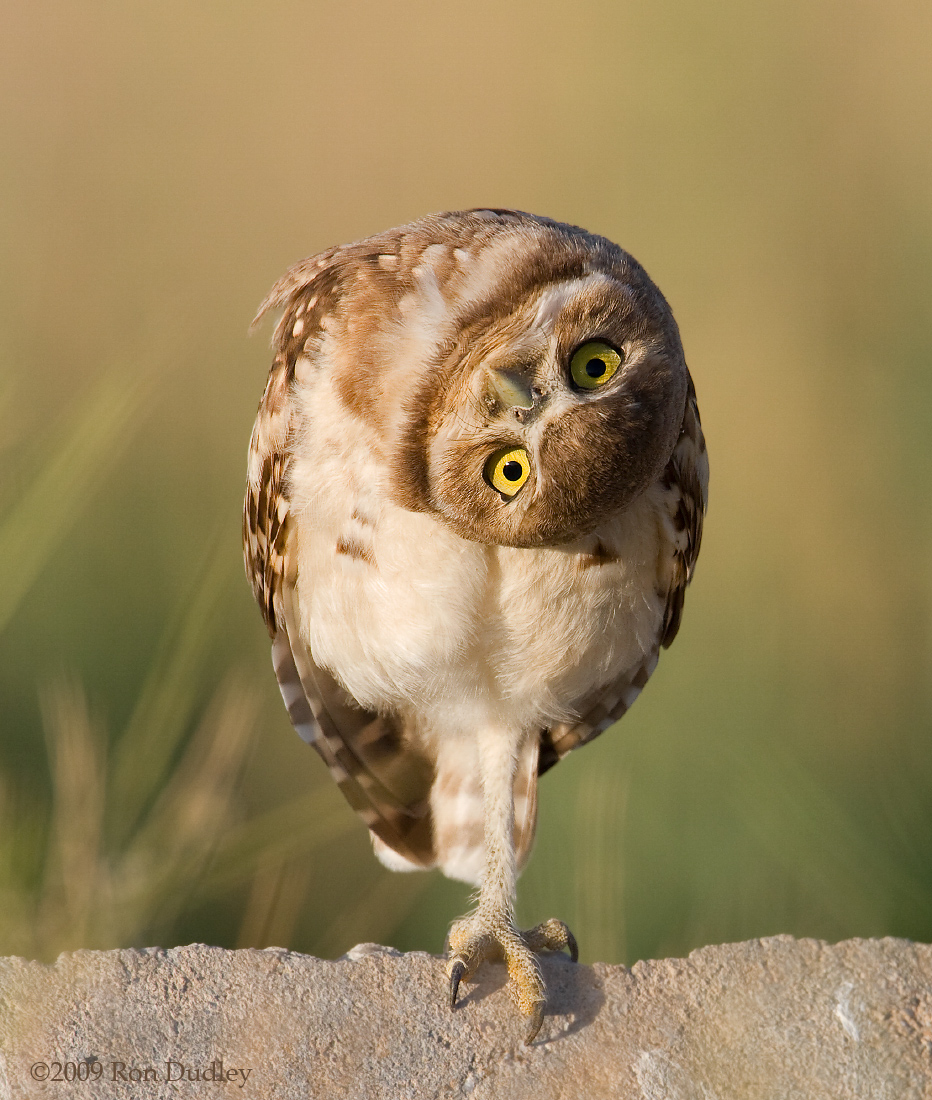 Burrowing Owl