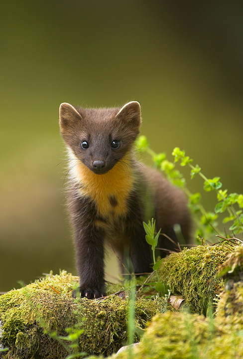 Pine Marten