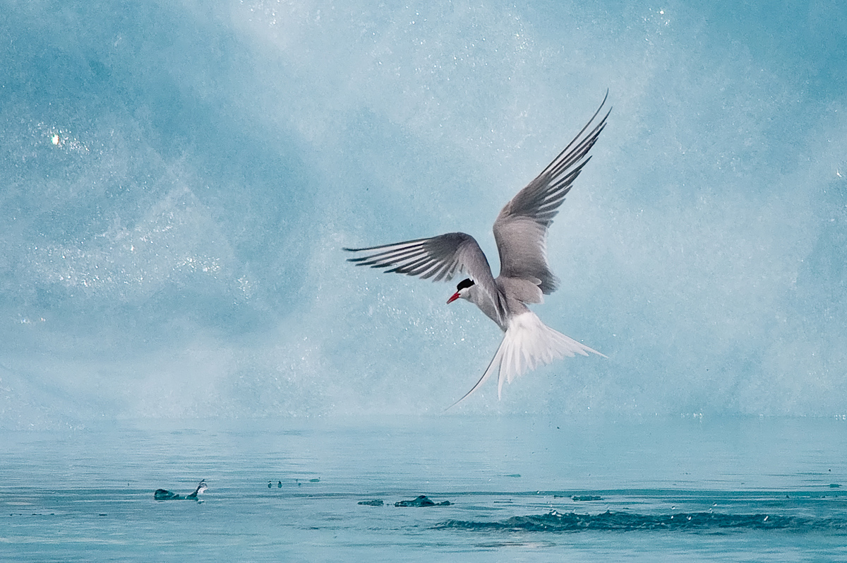 Arctic Tern