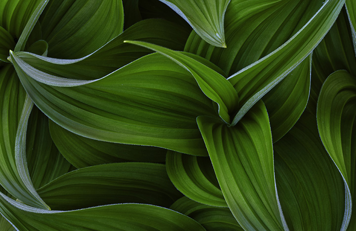 Curves of Green