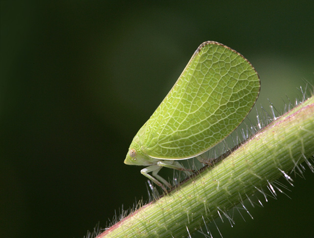 Acanaloniid Planthopper