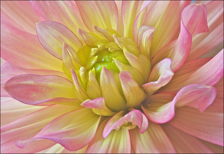 Dahlia Delight