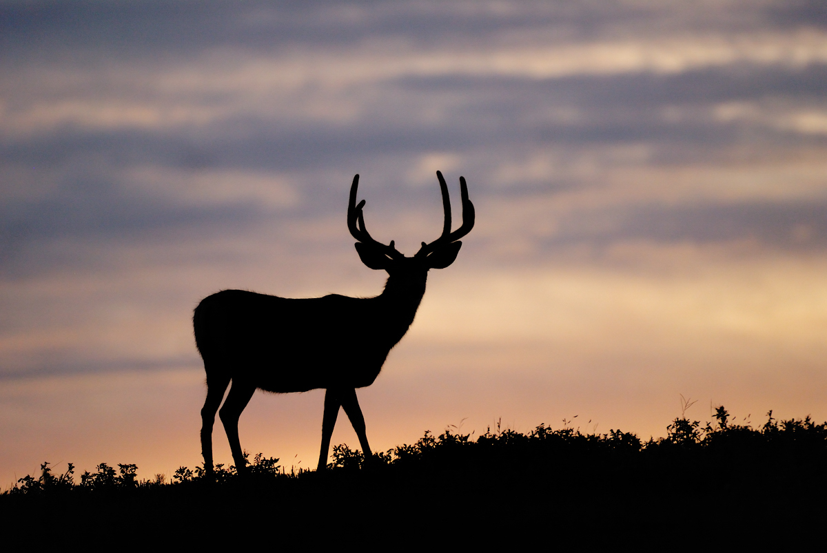 Mule Deer Sunrise