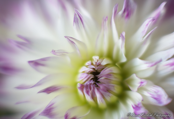 Impression of a Dahlia