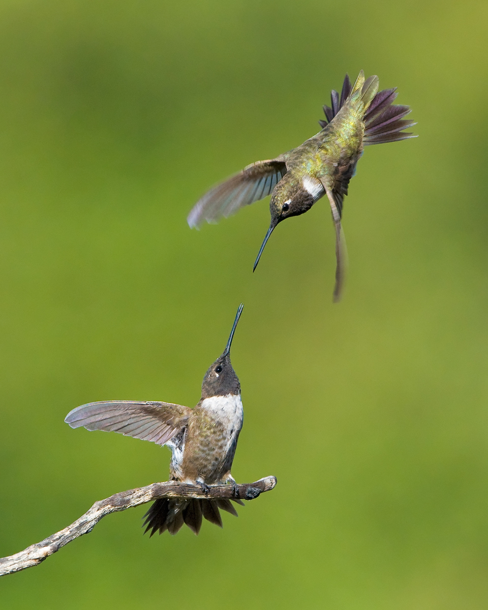 Black-chinned Hummers