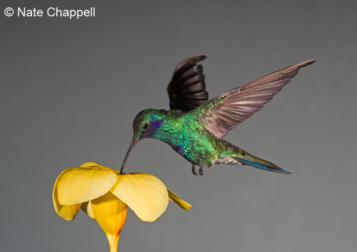 Sparkling Violetear