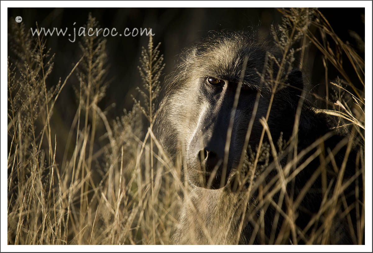 Baboon in the grass