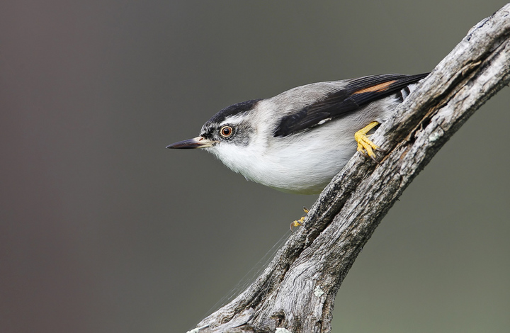 Varied Sittella