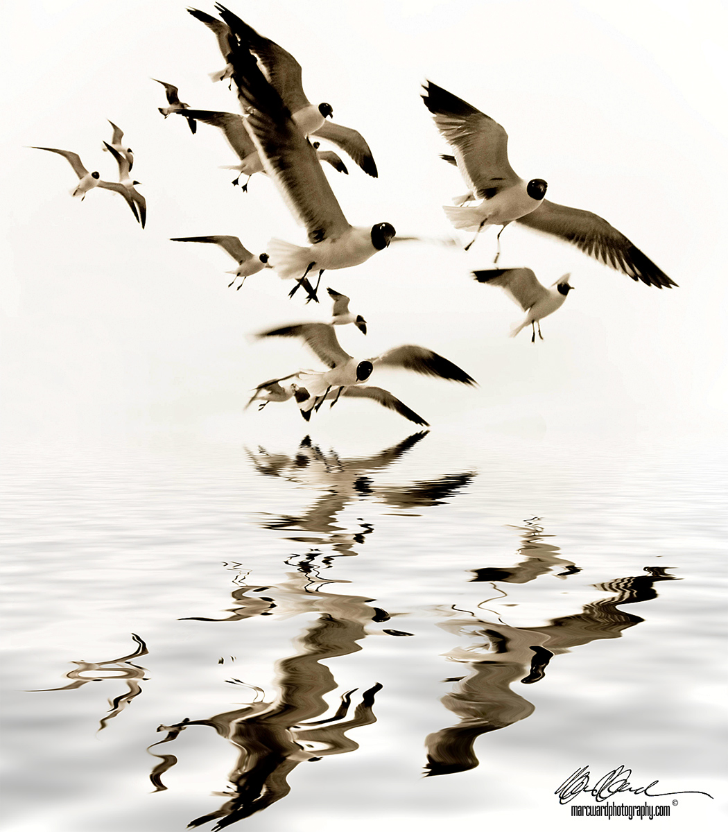 Reflecting Gulls