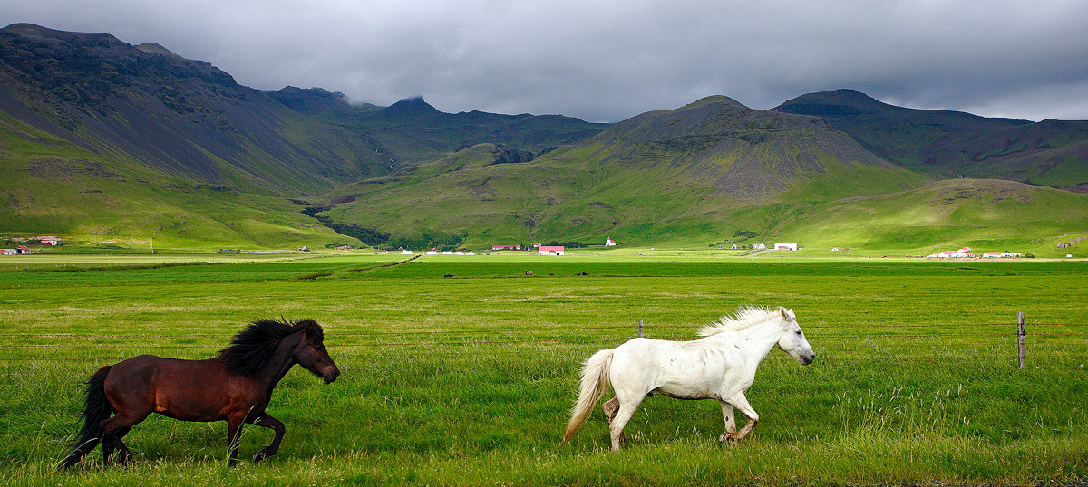 Icelandic Horses WC395